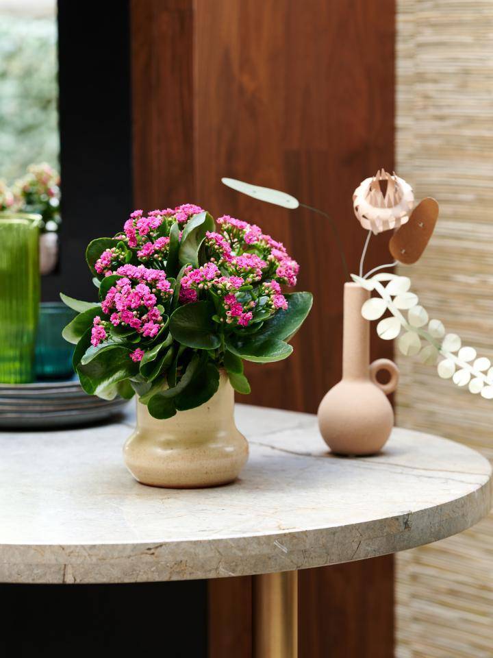 vetplant zonnige plek kalanchoe
