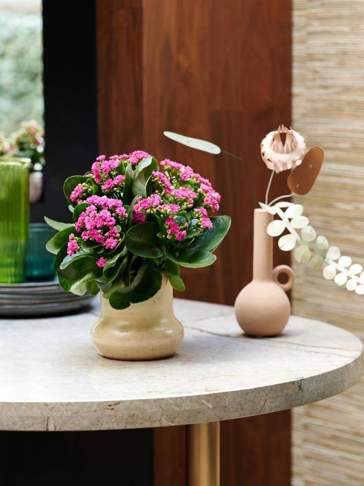 Kalanchoë plant met roze bloemen in een witte pot tegen een lichte achtergrond.