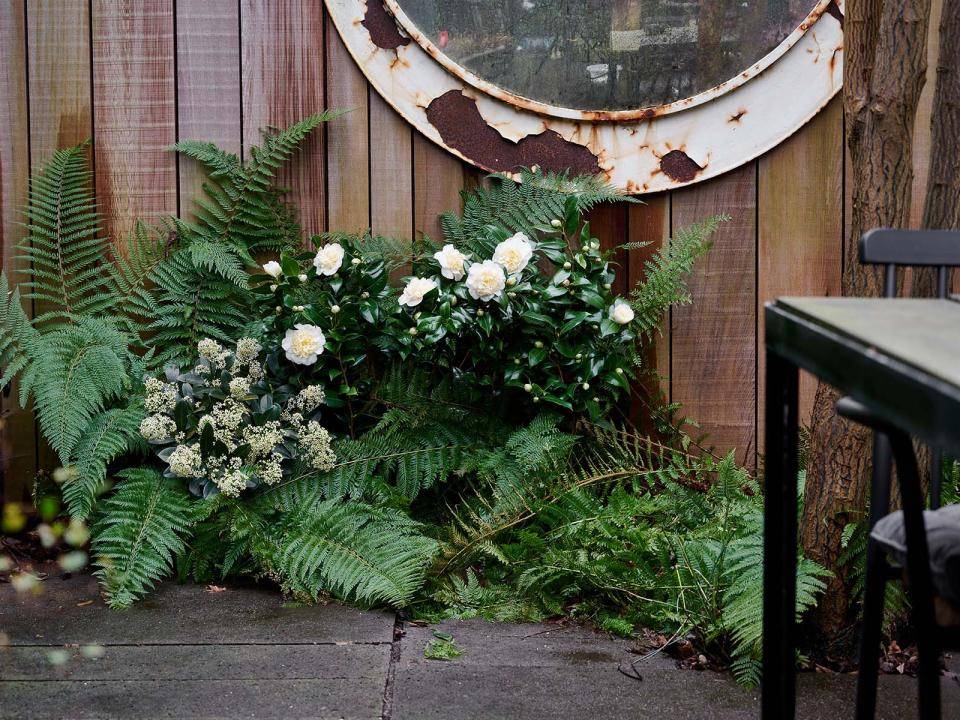 TC_22_TS_AW_PV_Camillia_3_1_ExtraLOW