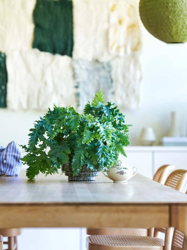 TC ss23_CM_PV_Phlebodium 3-3_LOW