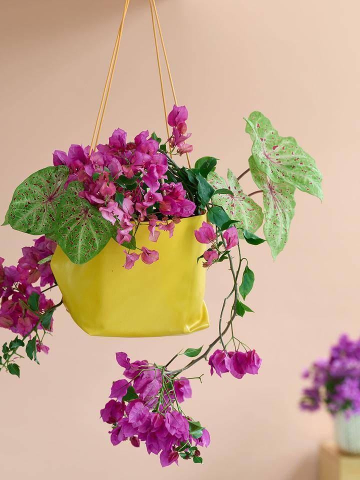 bougainvillea met paarse bloemen in hangmand