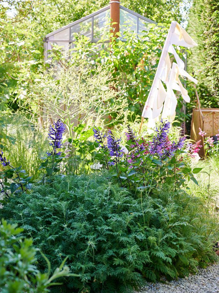 TCss22_PV_BB_Salvia_2_3MED