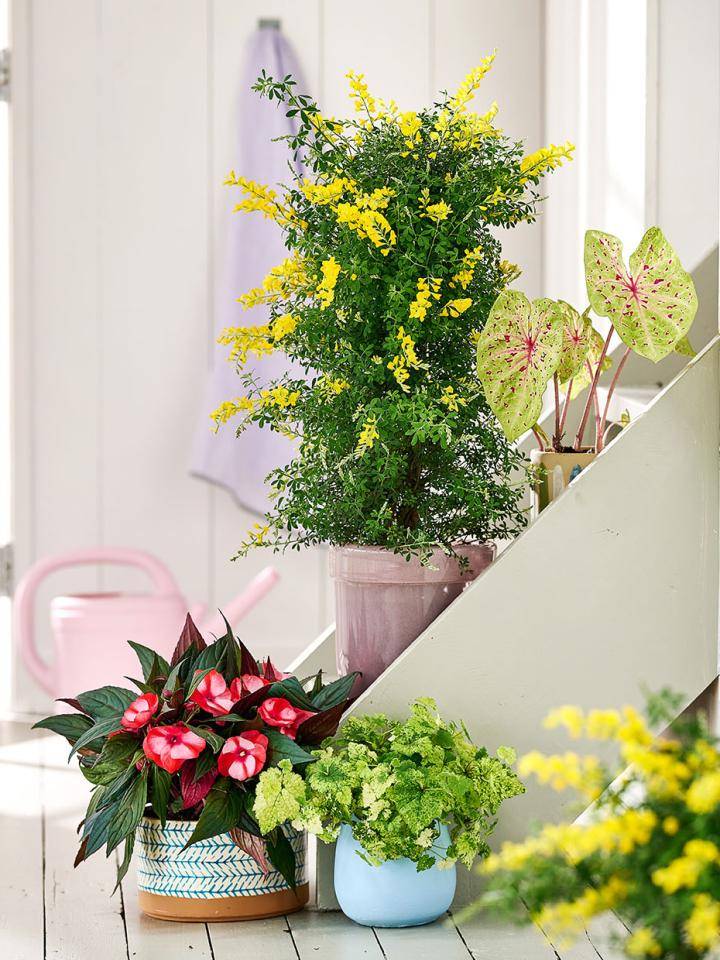 TCss22__PV_BB_genista_3_3LOW