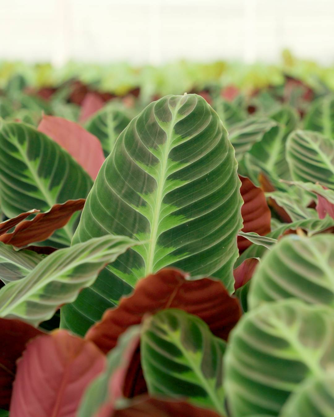 Close up Calathea