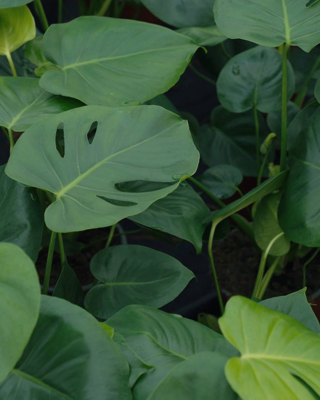 Monstera close up