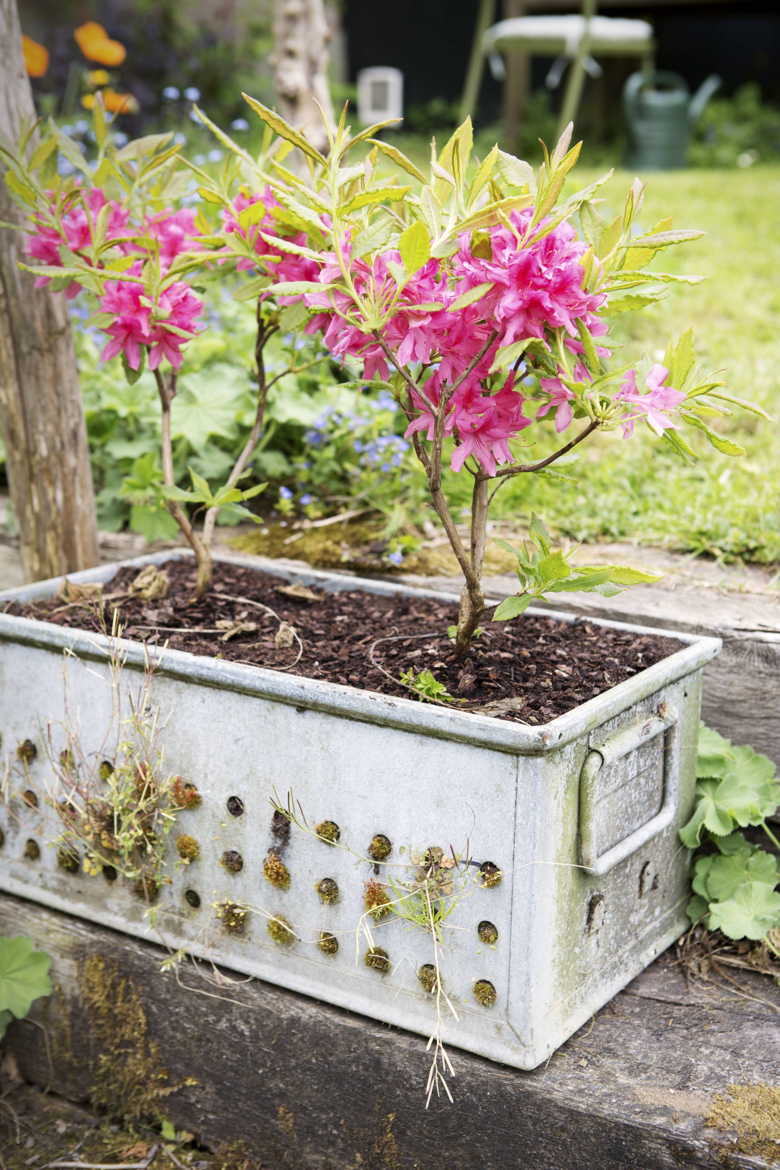 TP16 Maart Azalea 01-HR