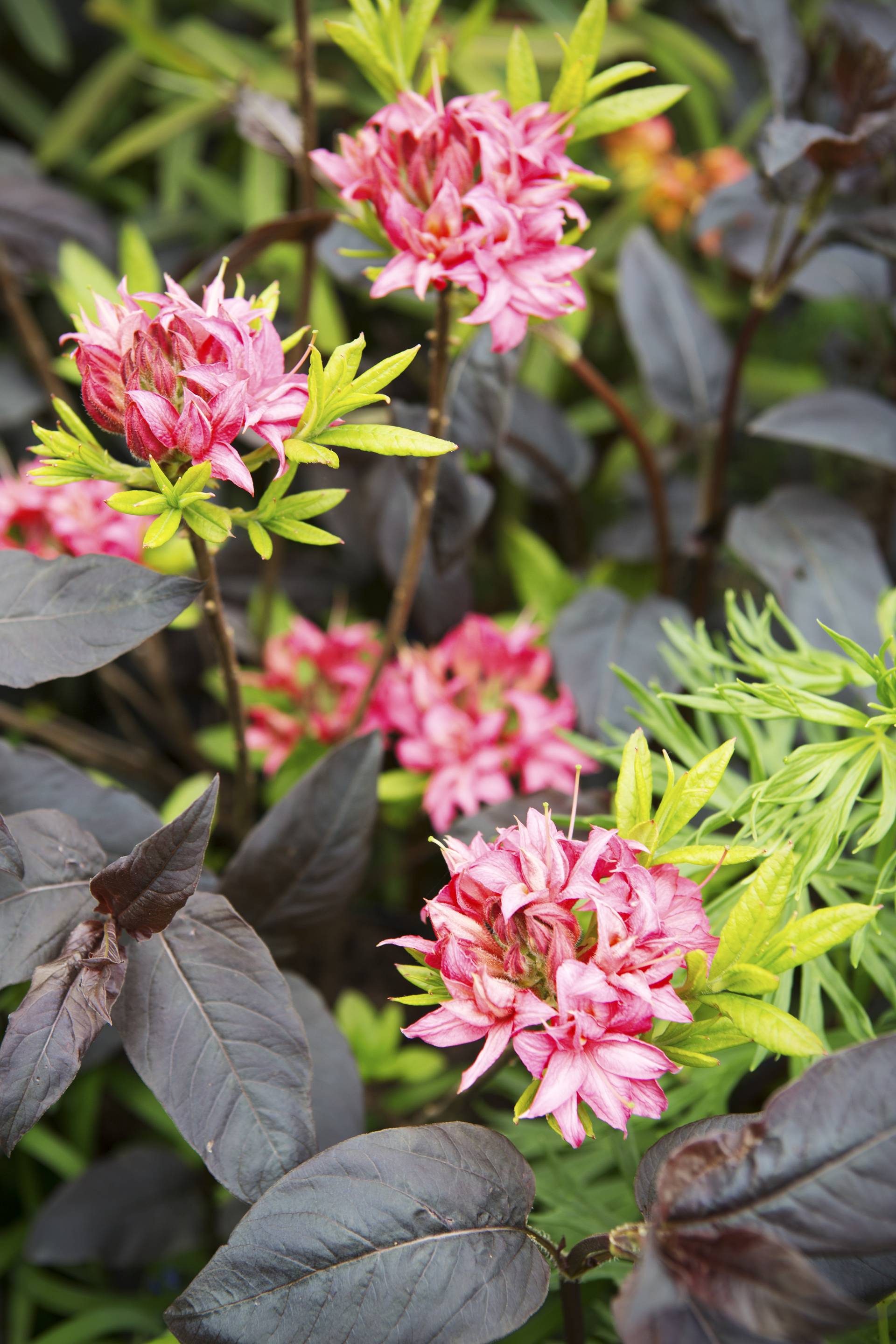 Azalea struik in de tuin
