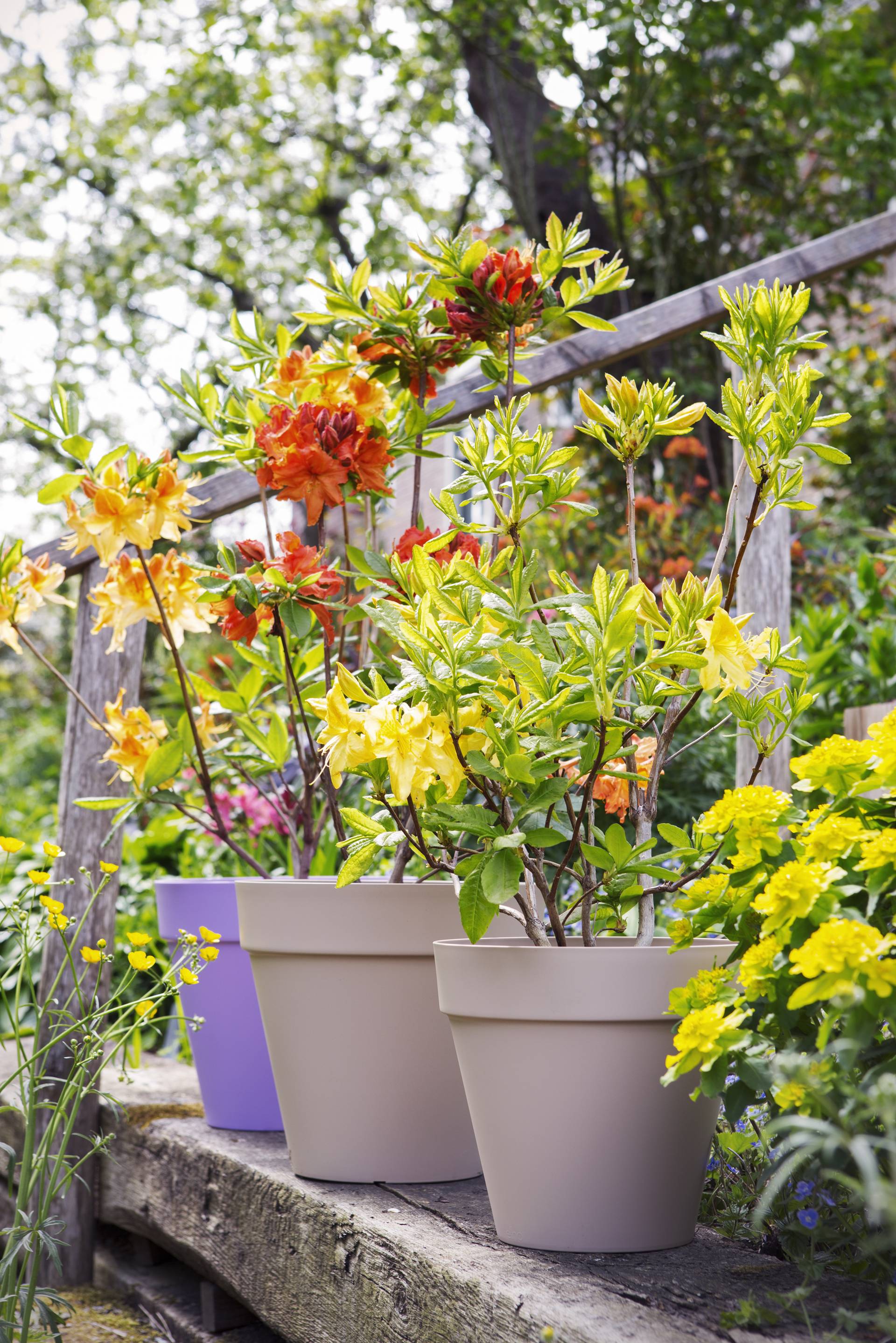 TP16 Maart Azalea 04-HR