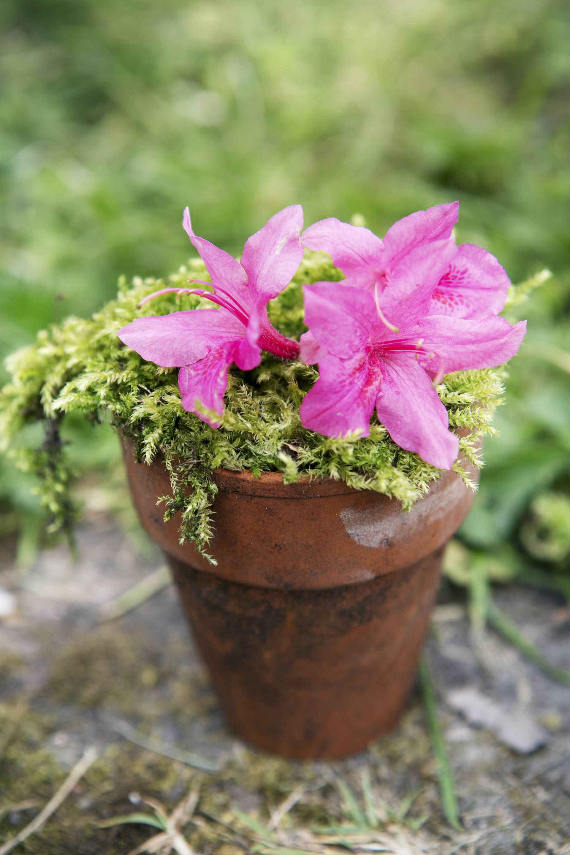 Azalea in pot voor in de tuin