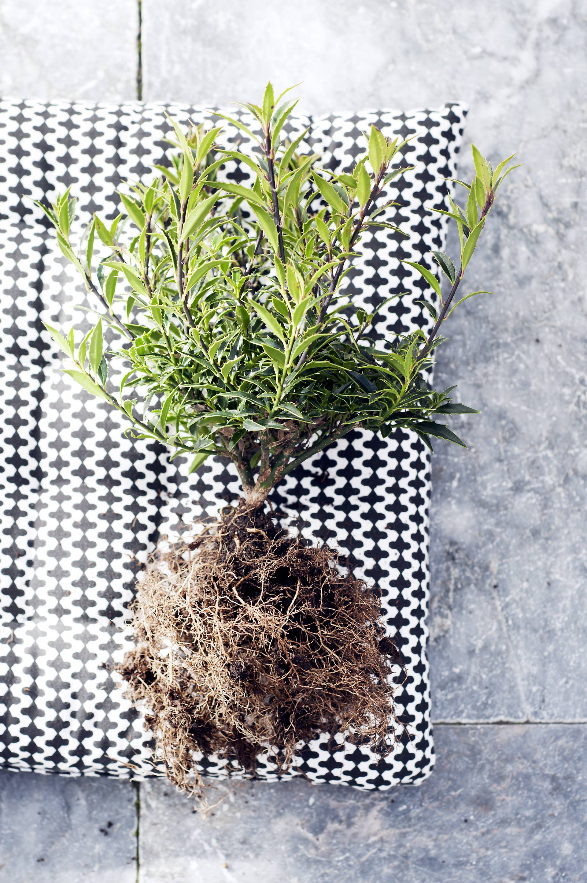 Tuinplant Hulst met zichtbare wortels op tafel