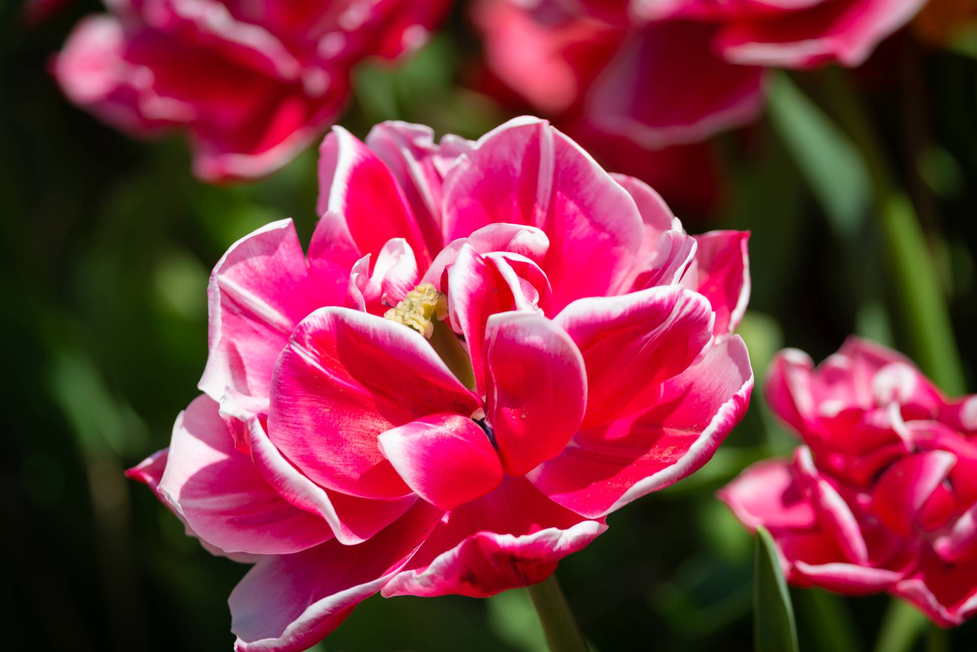 Een roze tulp met een wit randje