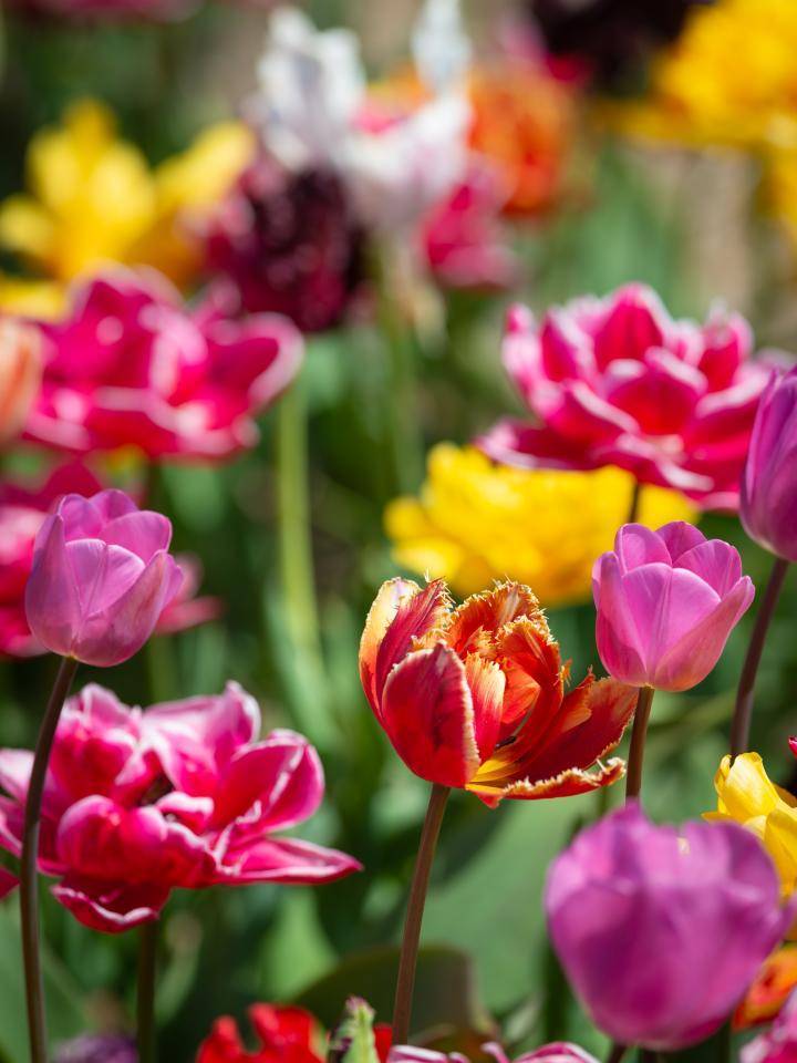 Tulpen_Promotie_Nederland-1008.width-1920