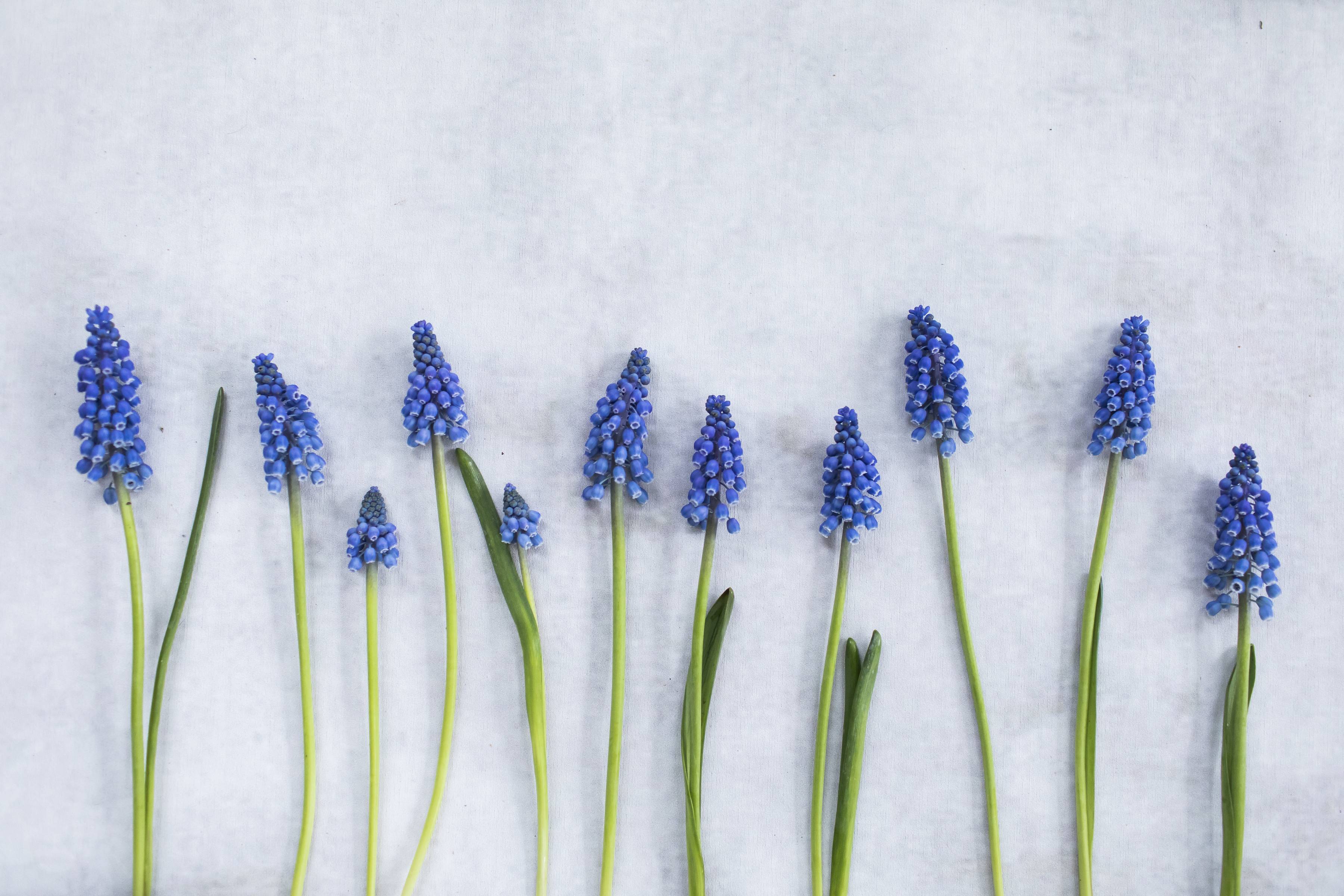 Muscari Blauwe Druif Blauw druifje