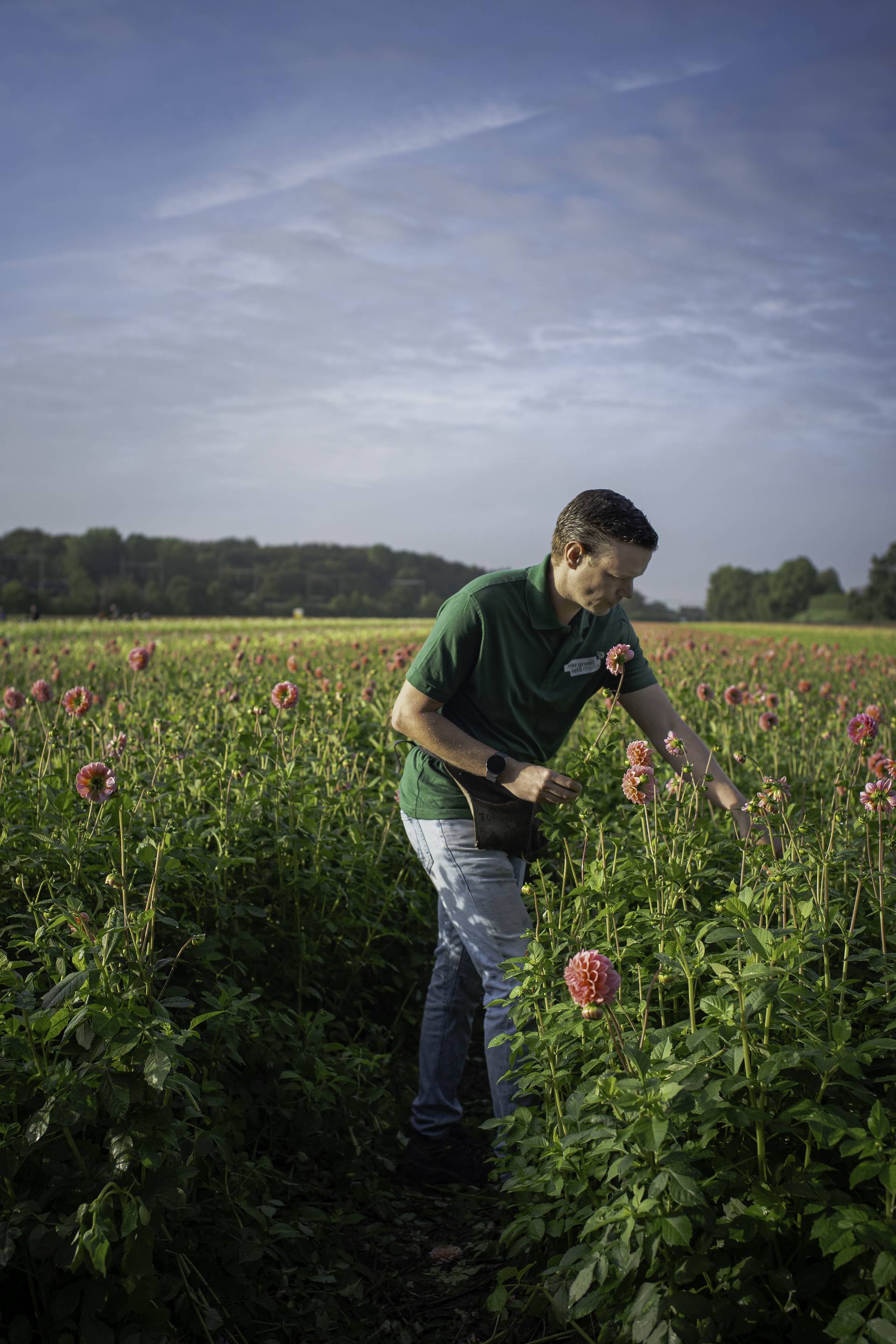 kweker van der Linden en Zoon tussen de bloeiende roze dahlia's