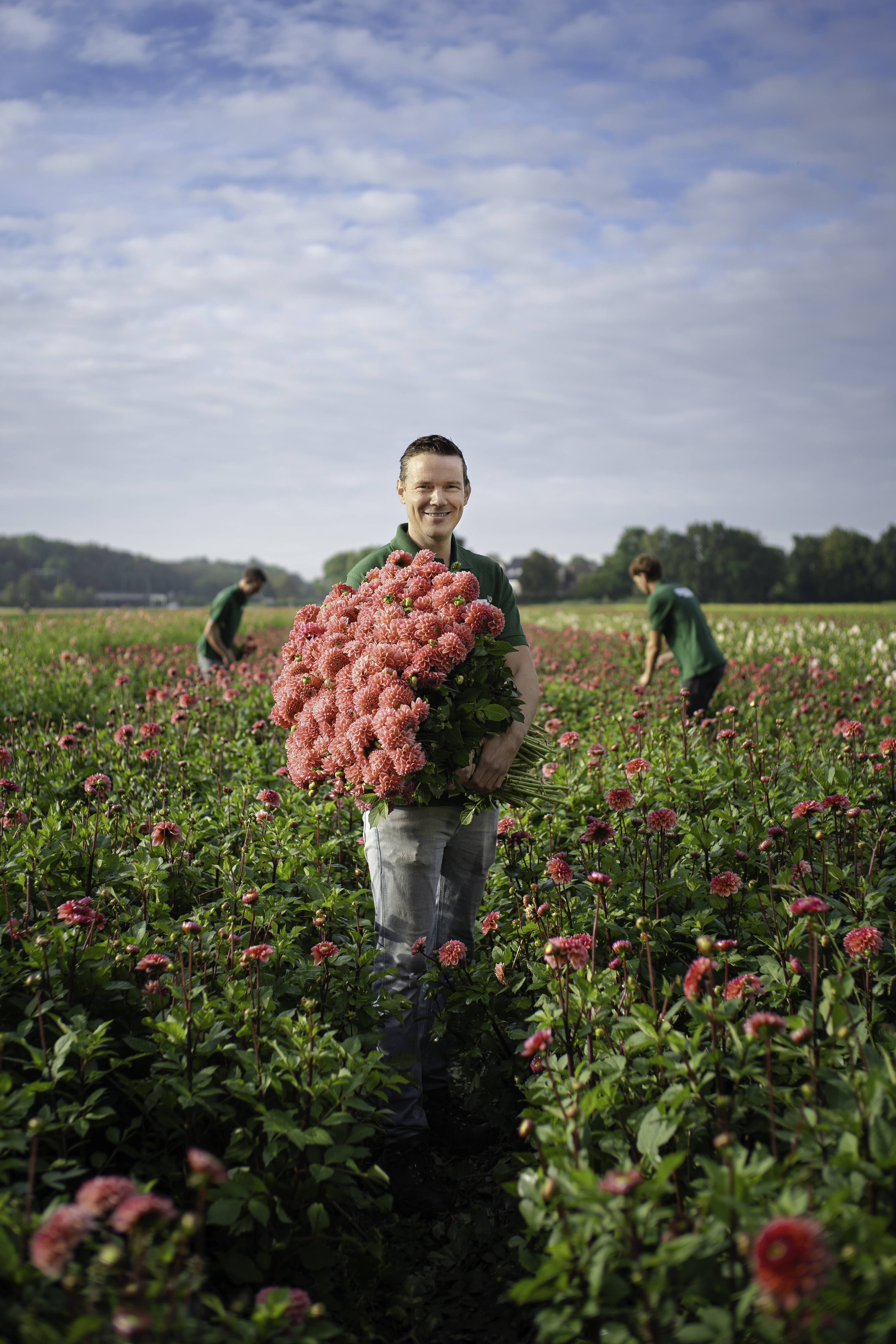 van der linden en zoon, kweker tussen de dahlia's