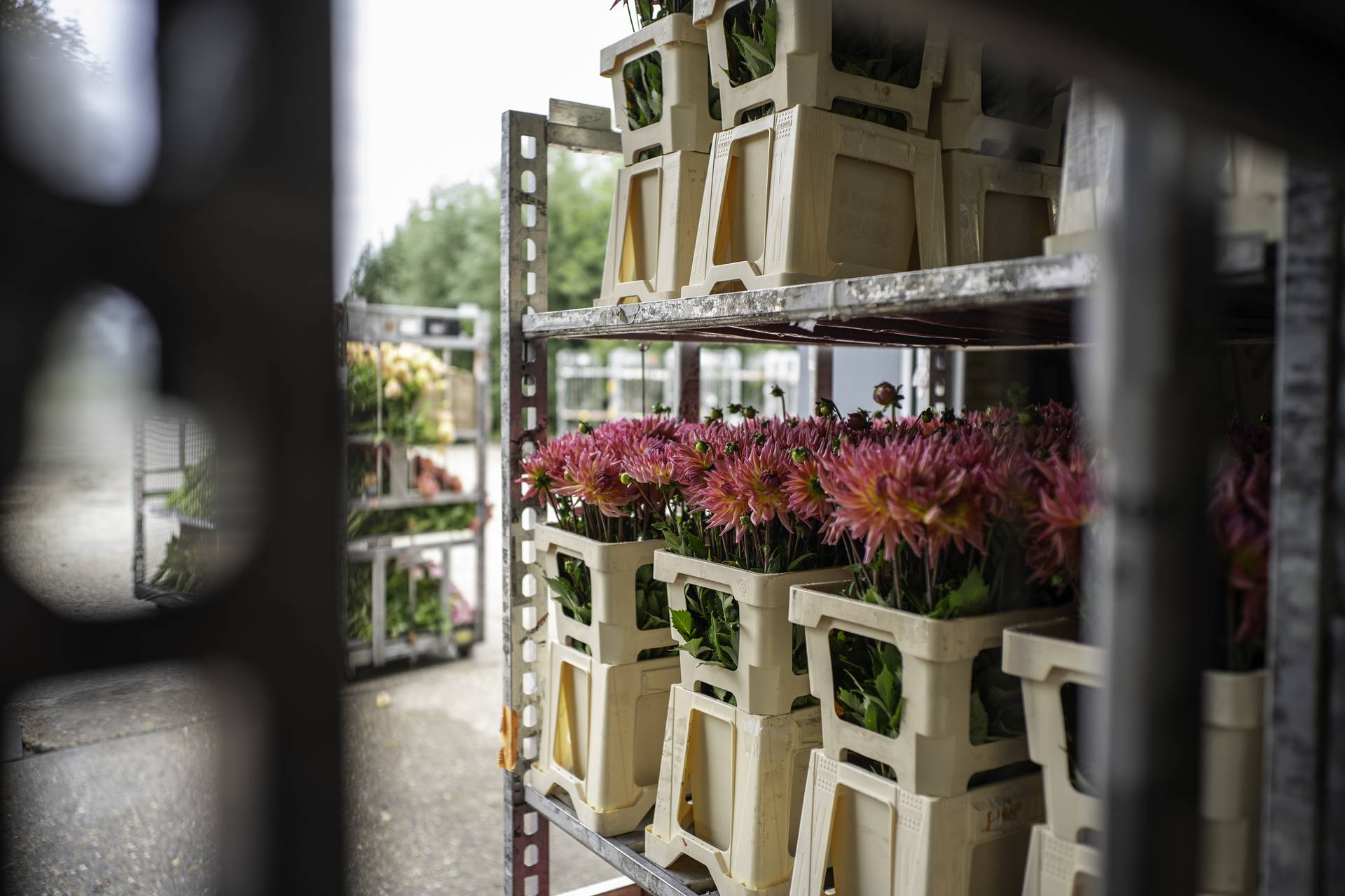 dahlia's klaar voor transport naar detailhandel