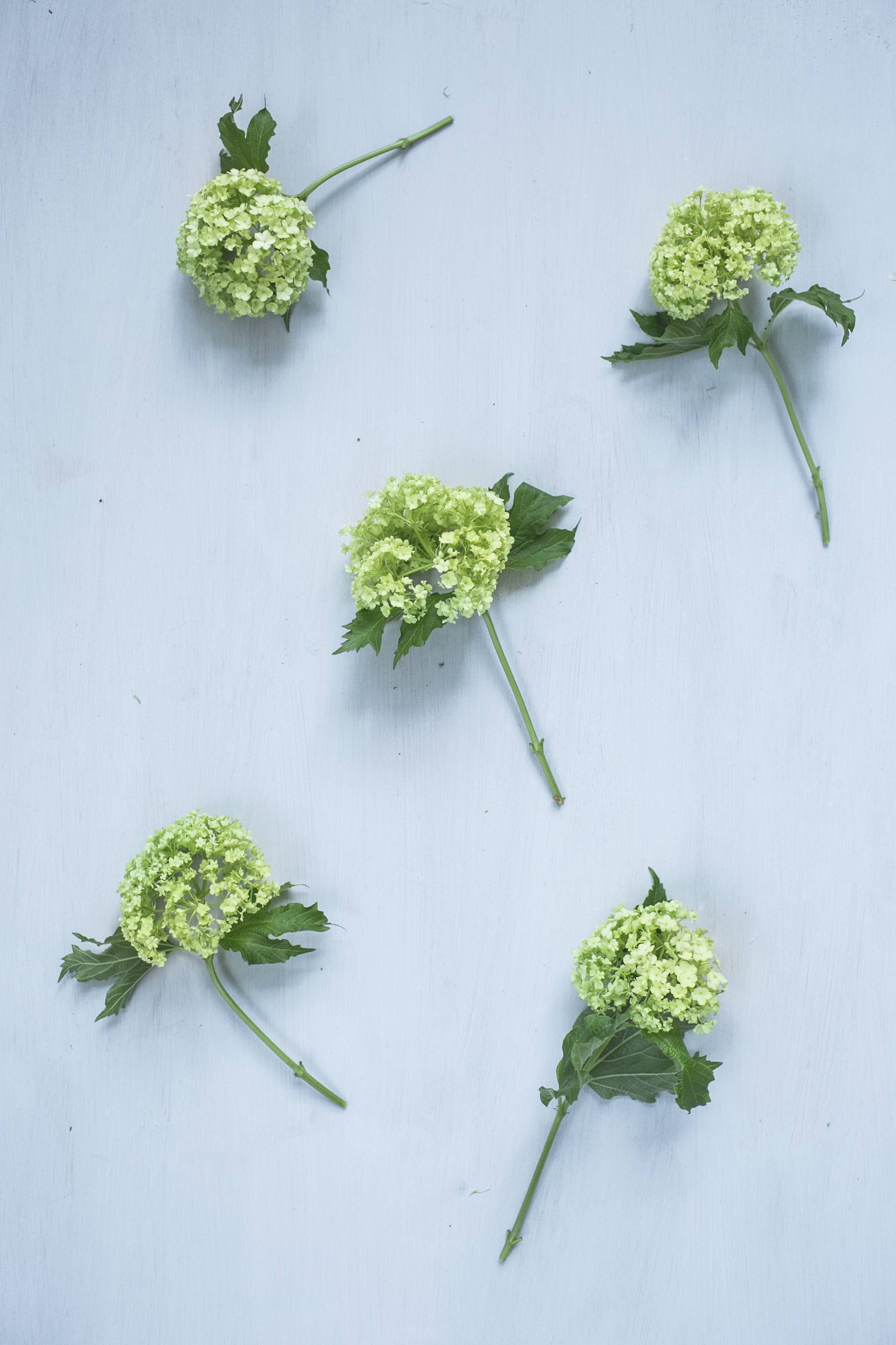 Viburnum1