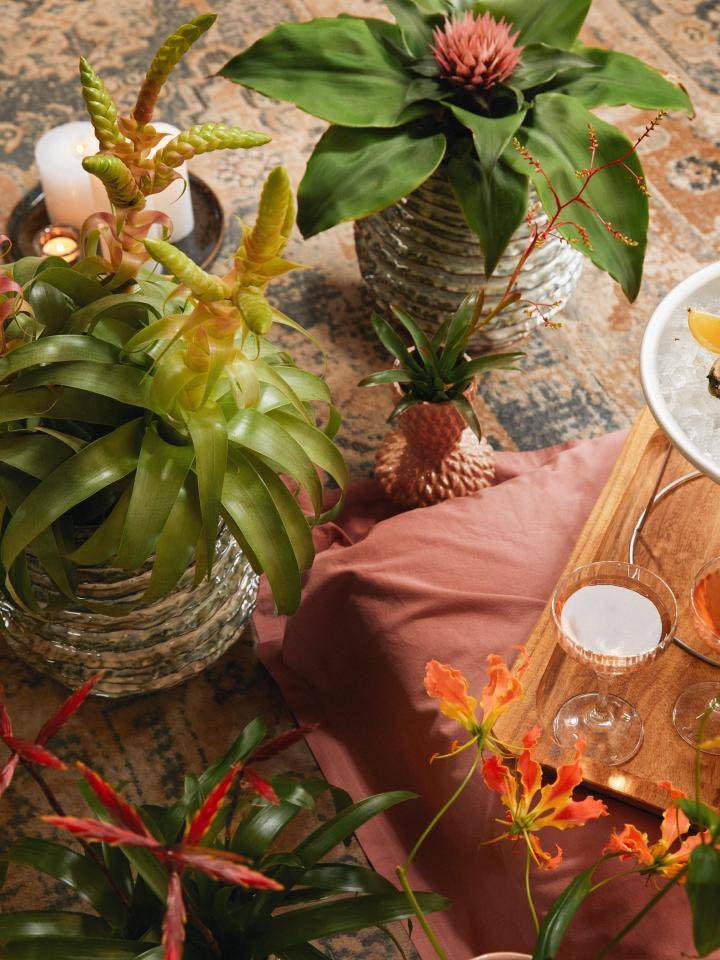 Vier Valentijnsdag met planten!