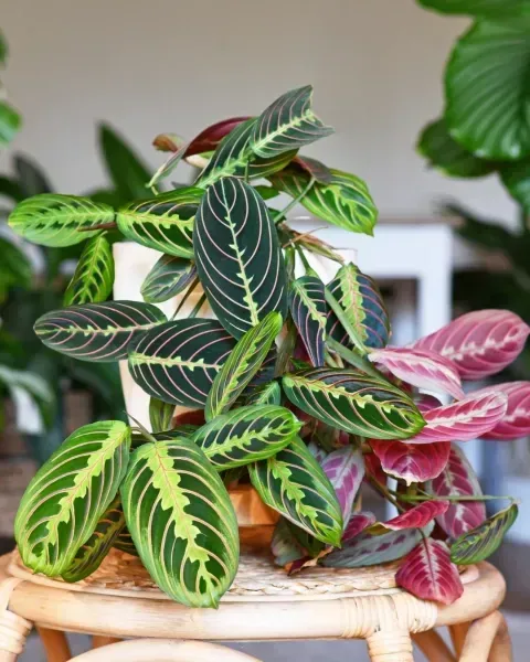 Variétés de marantes