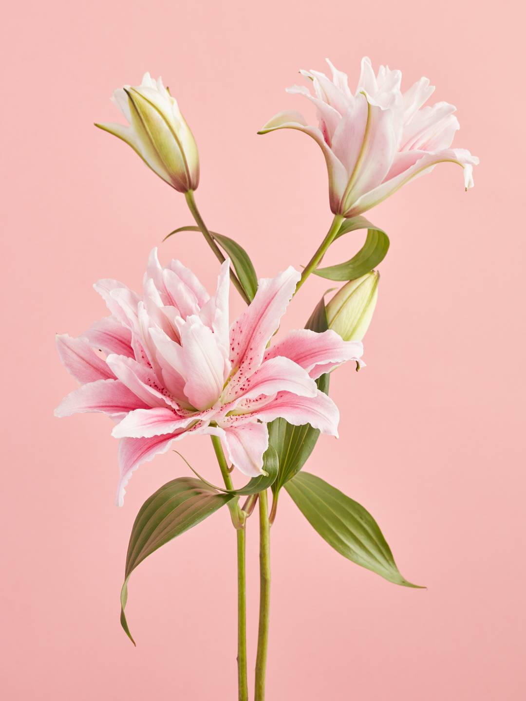 Rose lily lelie met roze background