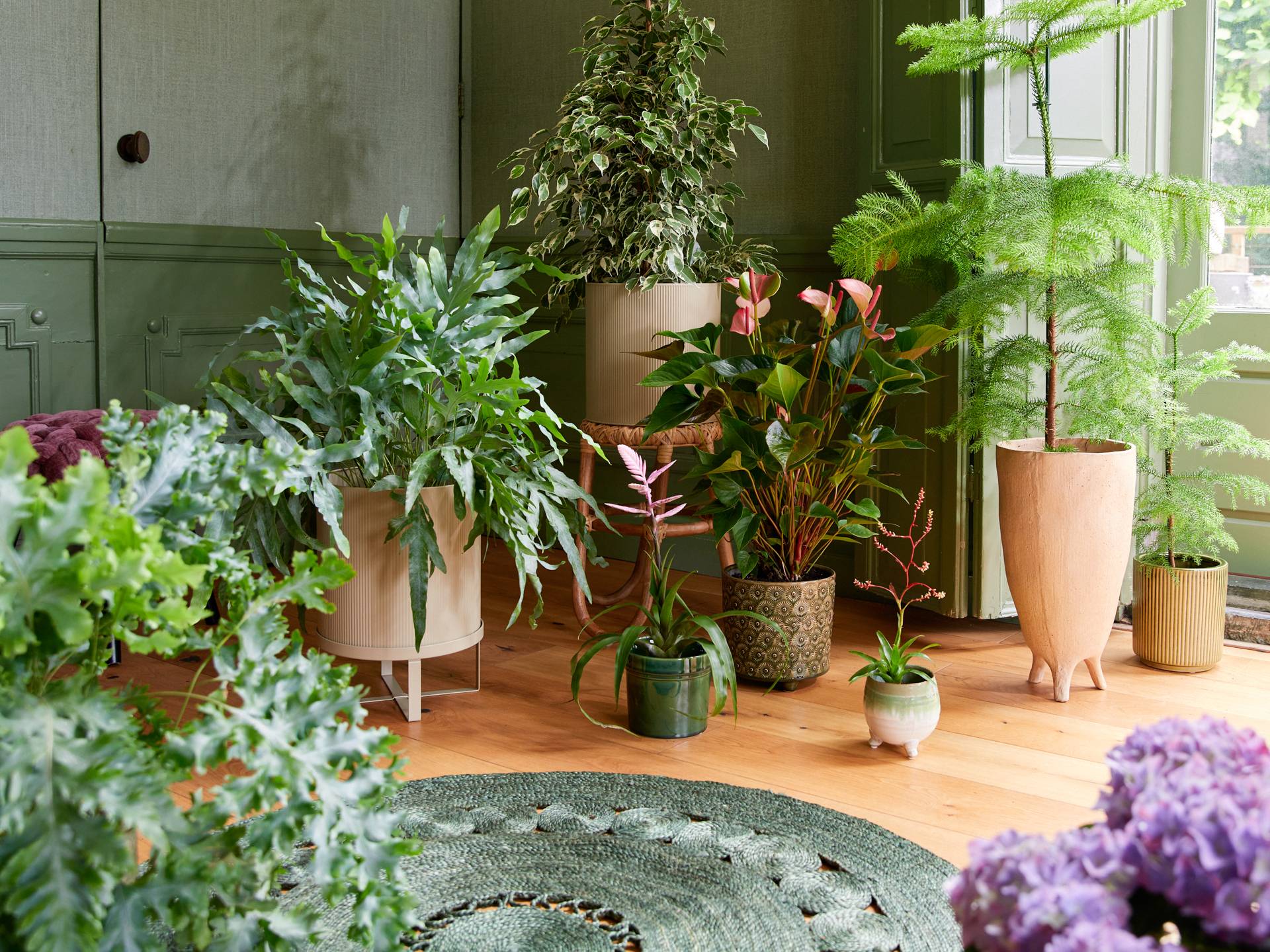 Diese Zimmerpflanzen liegen aktuell im Trend - Plants & Flowers Foundation