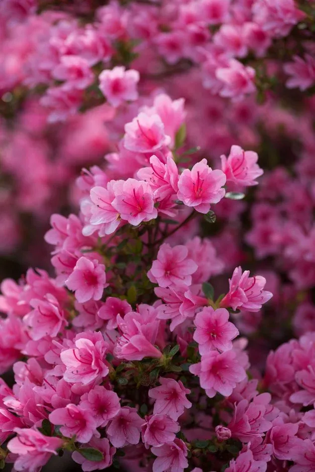 Kurume Azaleas