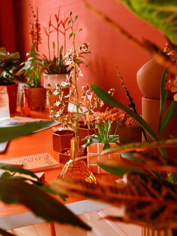 Website_Orange_0W6A1020