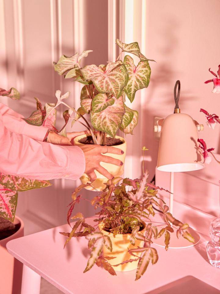 Website_Pink_0W6A1661