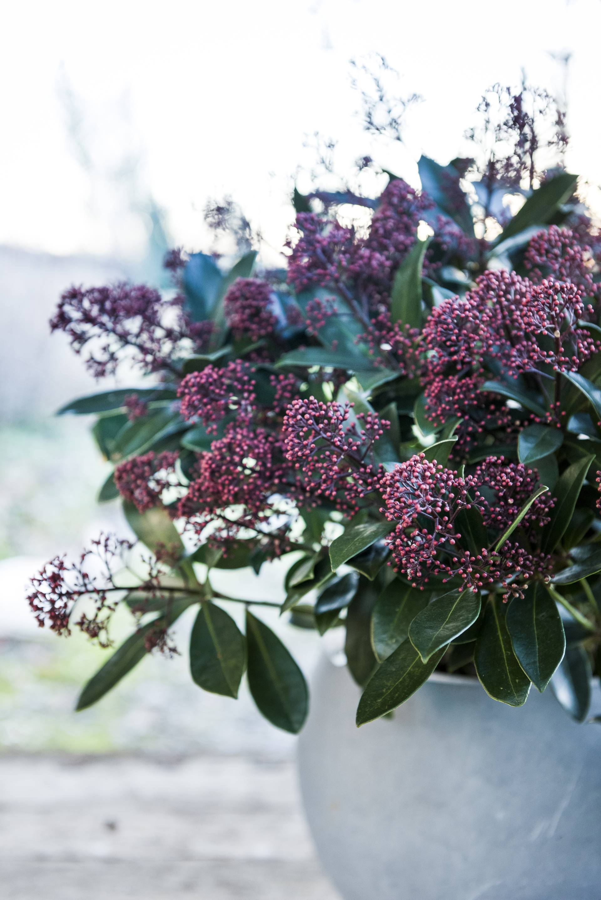 skimmia winterplant