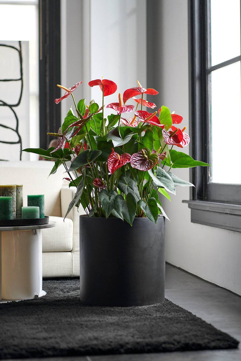 anthurium rood schutblad