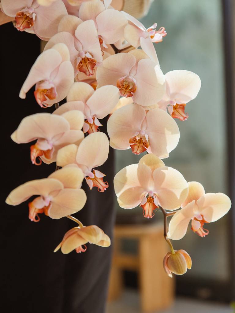 roze orchidee close-up