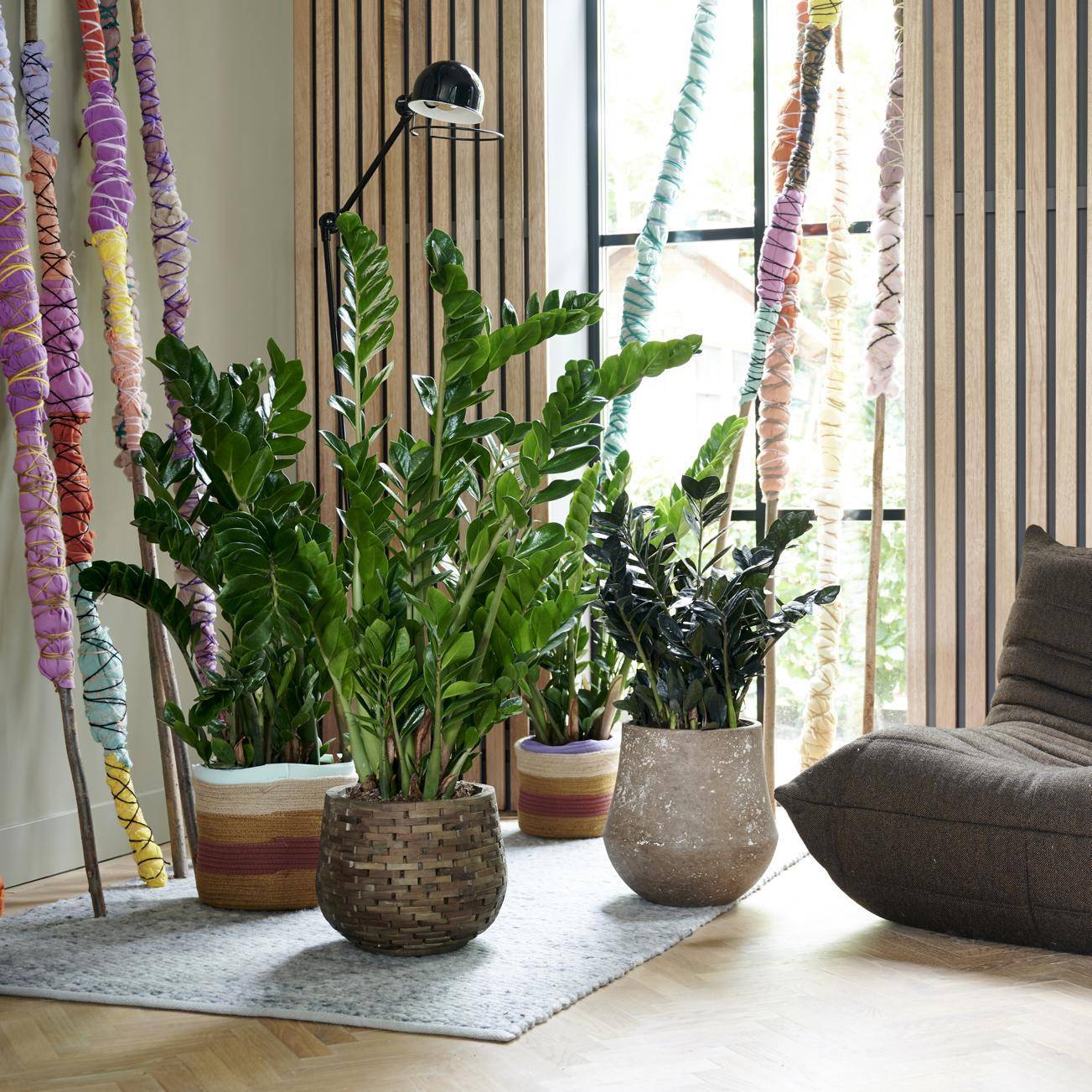 Zamioculcas_zamiifolia-6_thumbnail.original