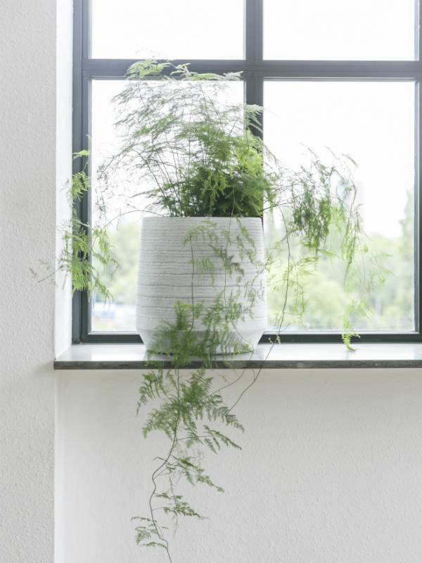 Zierspargel - Pflanzenfreude.de - 533e575d-5ee7-4d28-a5c7-1d743e7b08f7