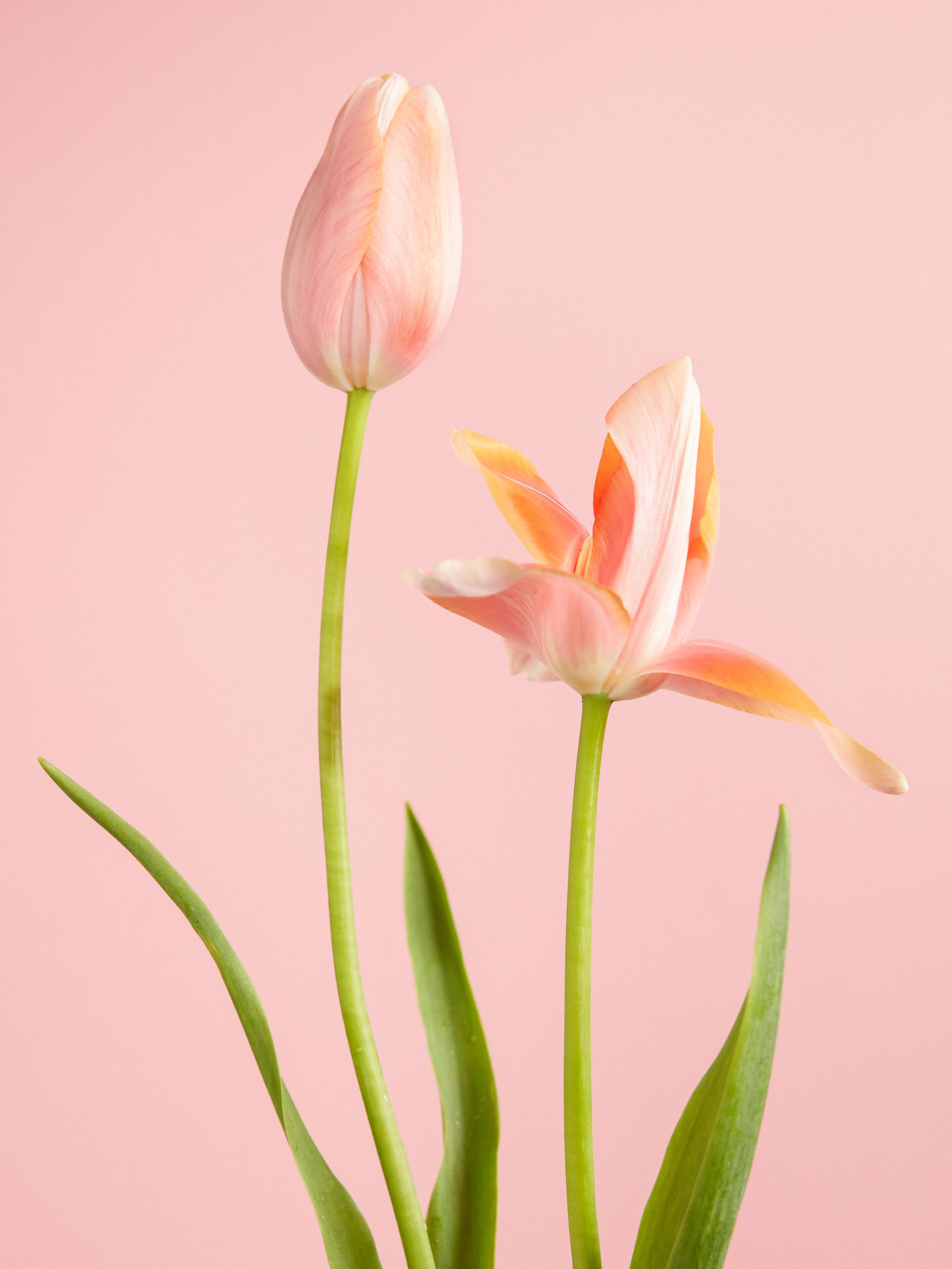 _466art tulp-2