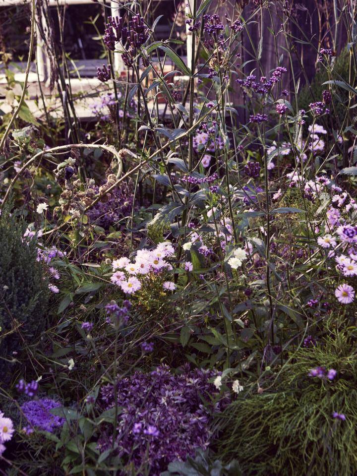 _Bloemen Bureau Holland 2022-10-20_04__B3A5841 b