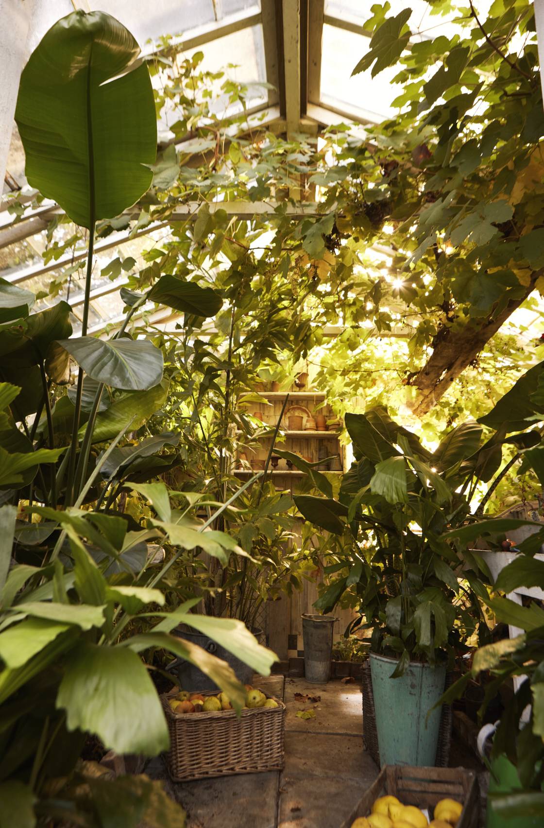 Veel groene Tuinplanten en kamerplanten in een tuinkas