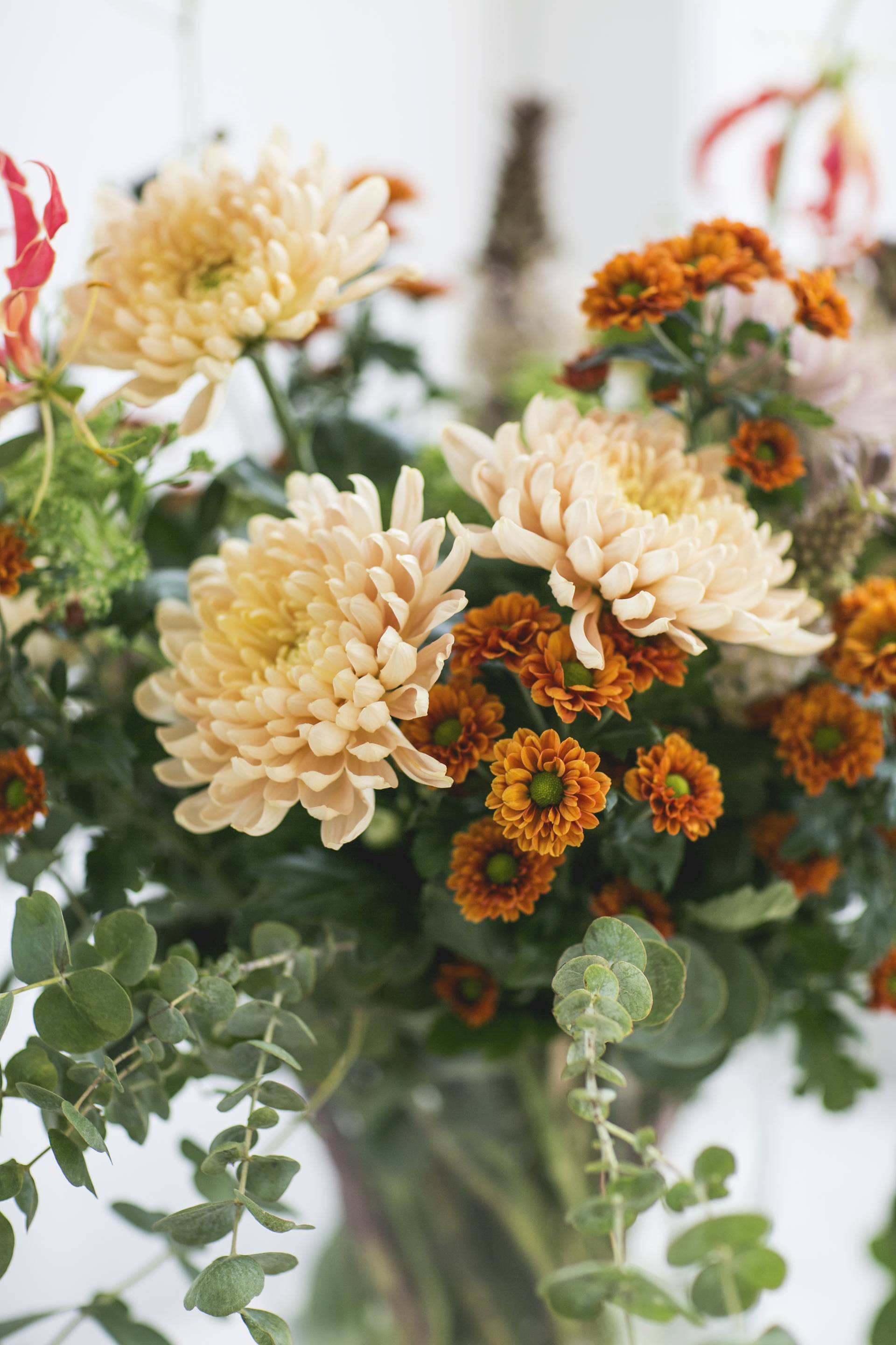 Retro-Zimmerpflanzen als Geschenk: Golden Oldies zur Einweihungsparty -  Plants & Flowers Foundation