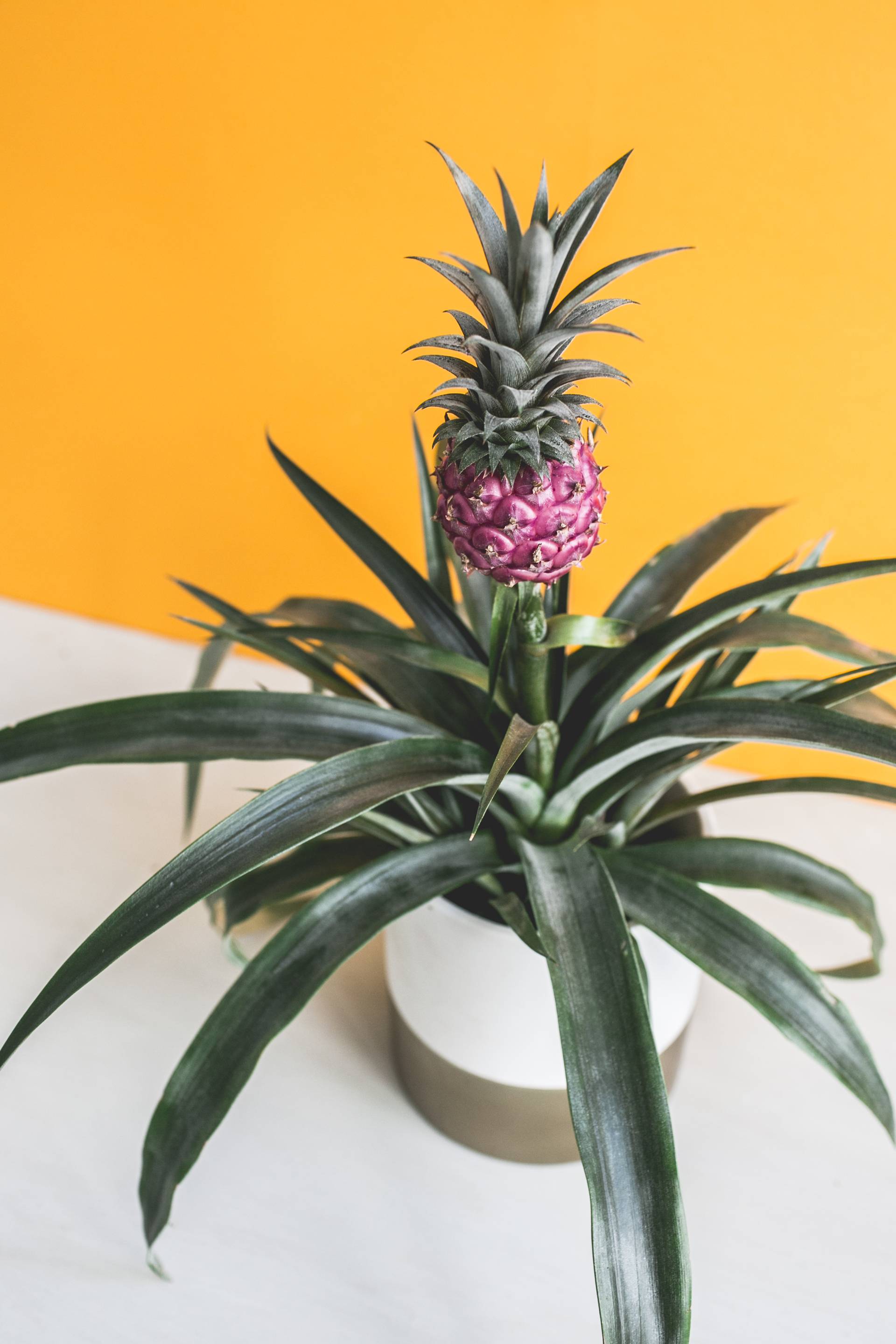 Sierananas Bromelia Ananas Pineapple closeup