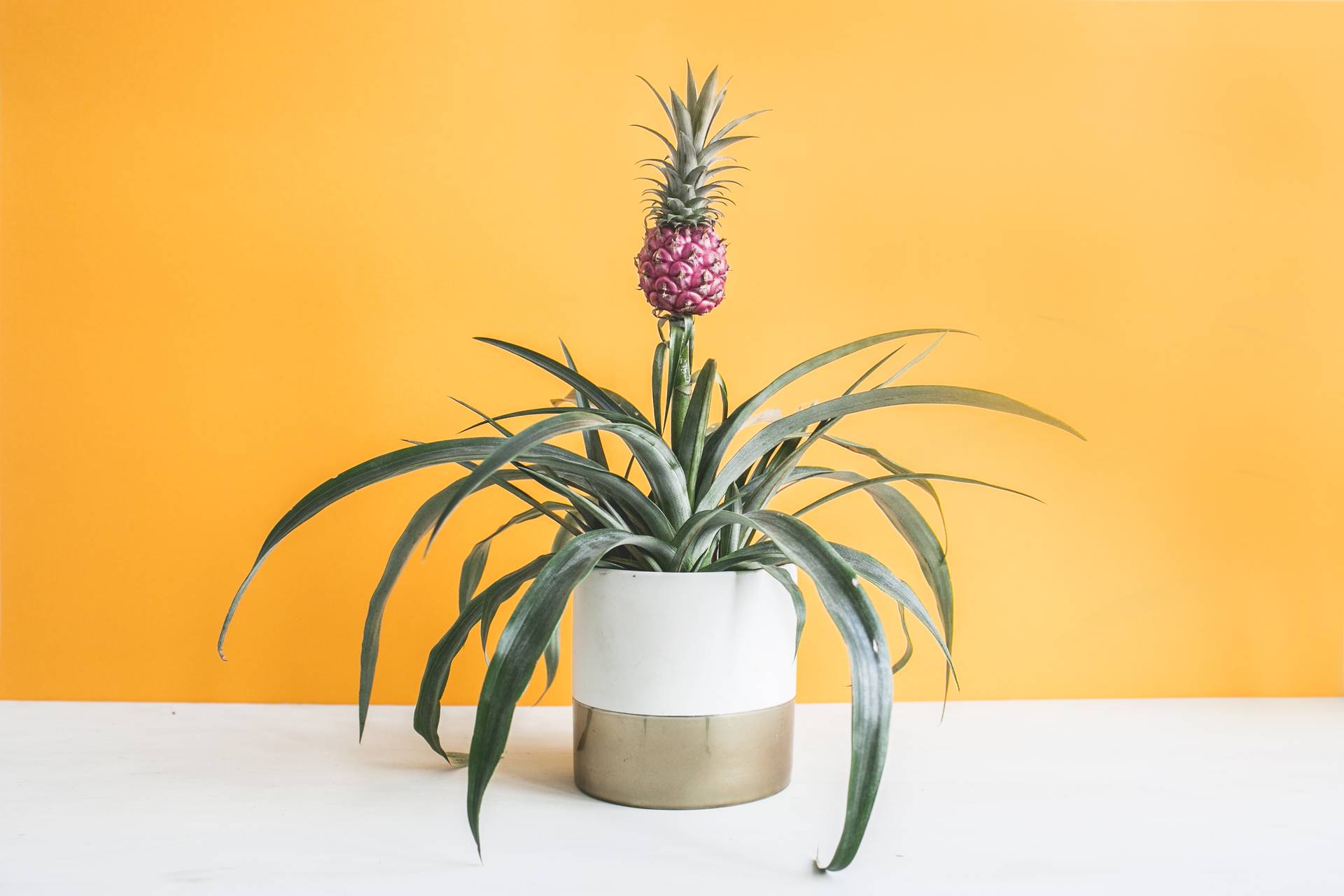 Sierananas Bromelia Ananas Pineapple
