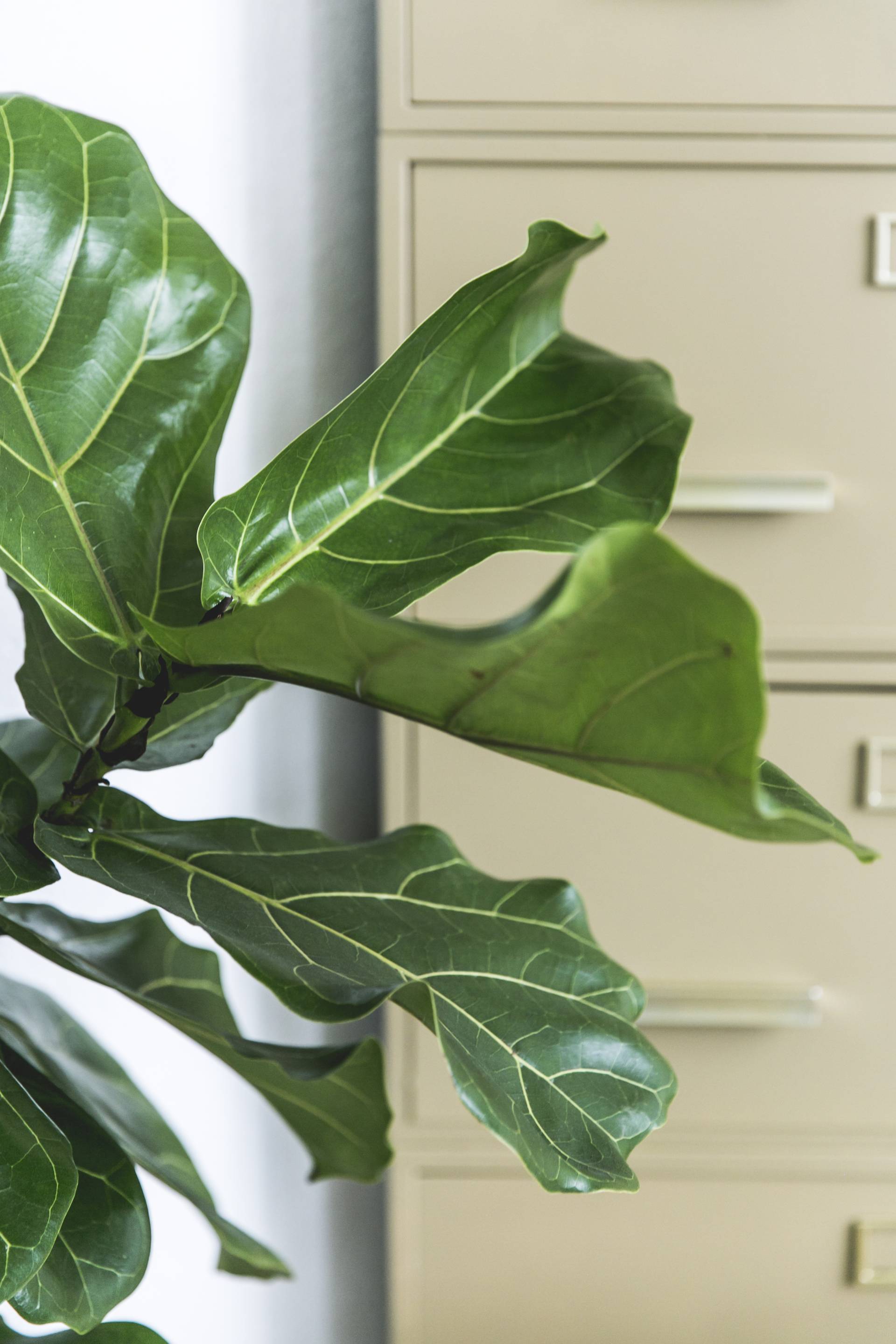Close-up van een groene plant met grote bladeren voor een beige archiefkast met meerdere laden.