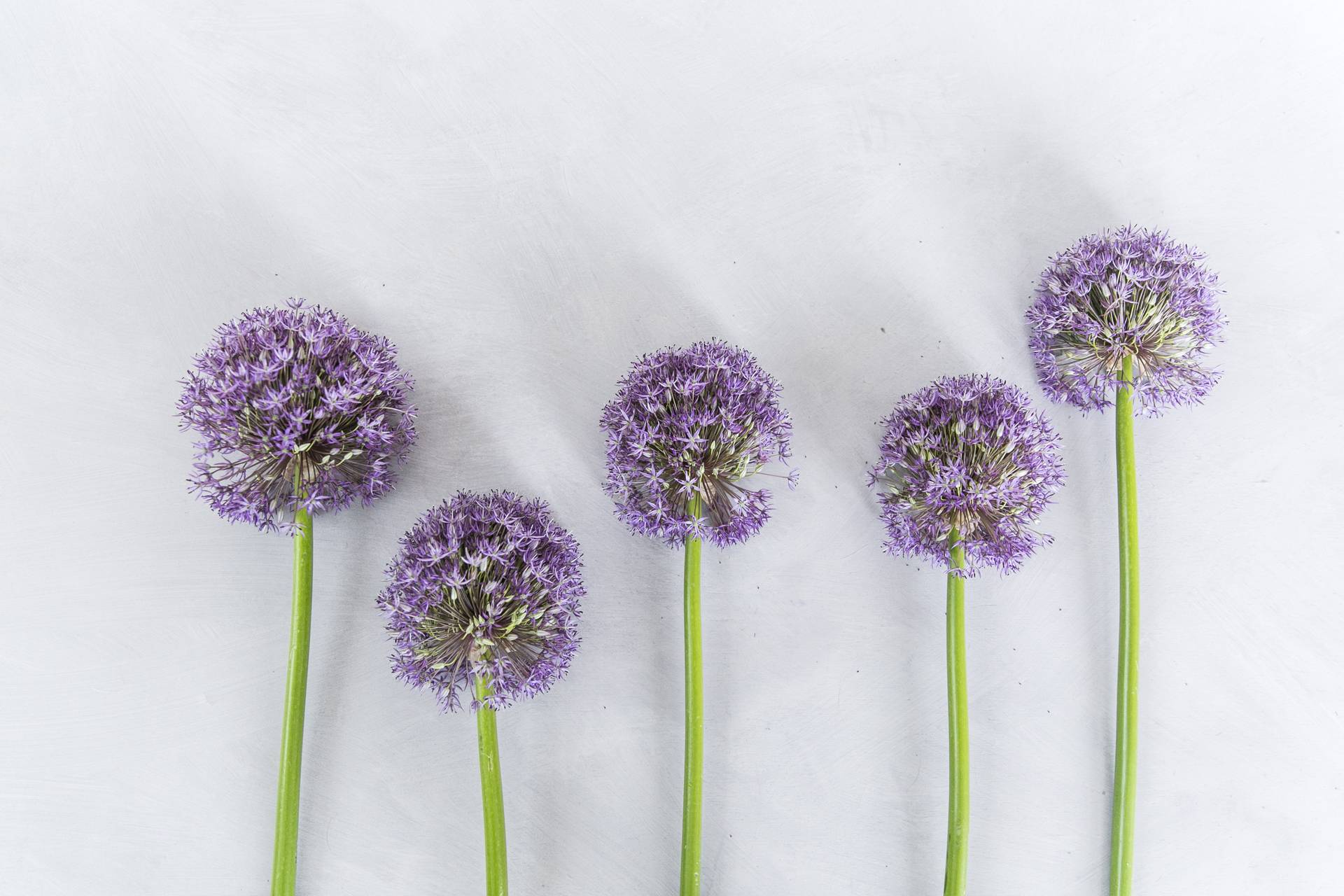 Vijf paarse alliumbloemen met lange groene stelen tegen een witte achtergrond.