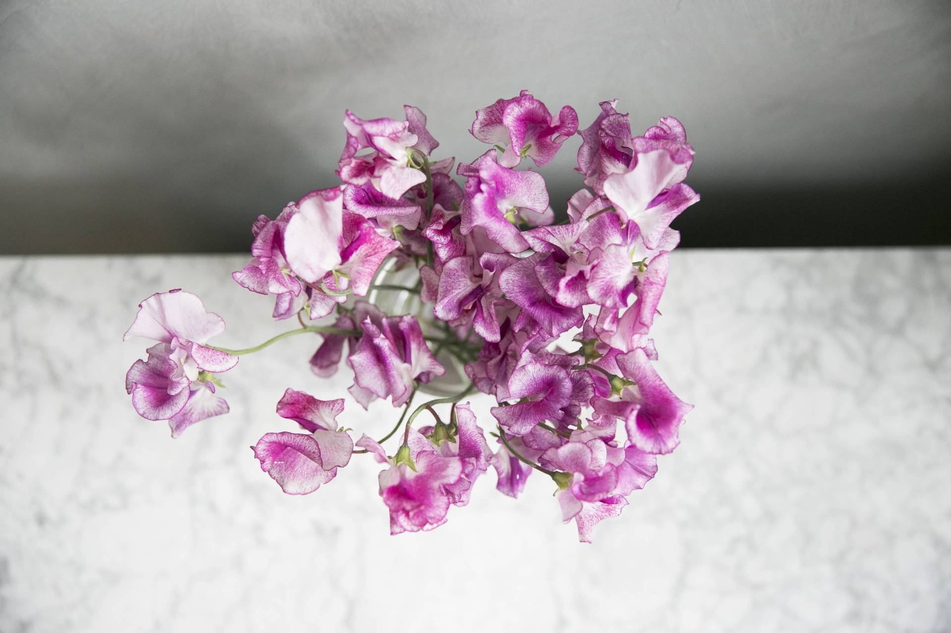 Lathyrus
