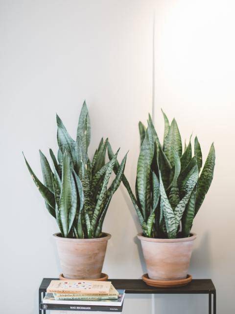 Sansevieria