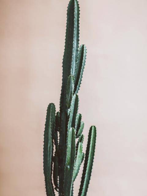 Cactus
