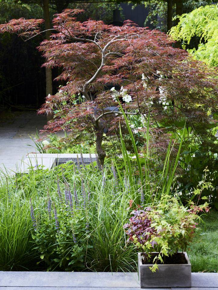 acer_mooiwatplantendoen