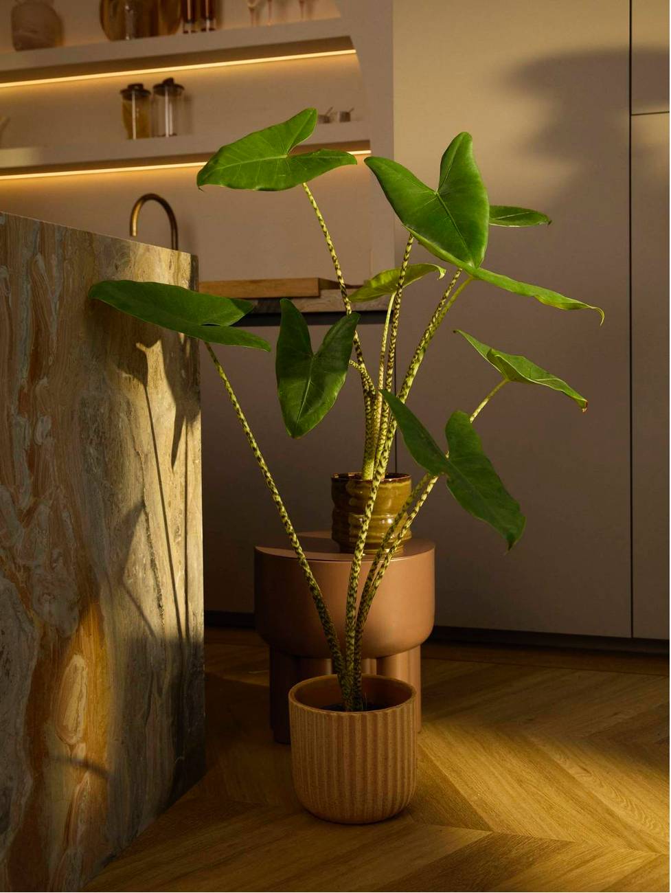 Alocasia