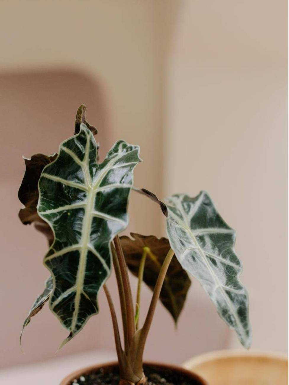 Feuille d'alocasia