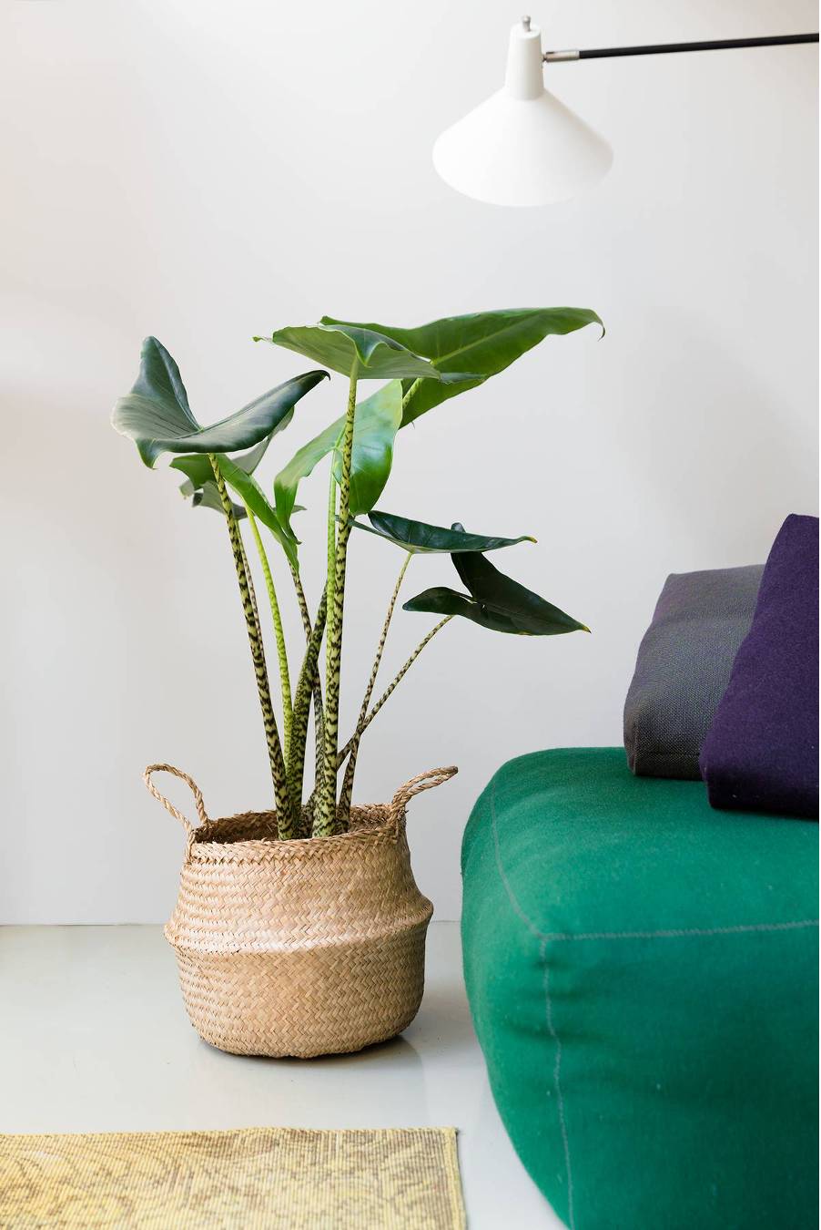 Alocasia