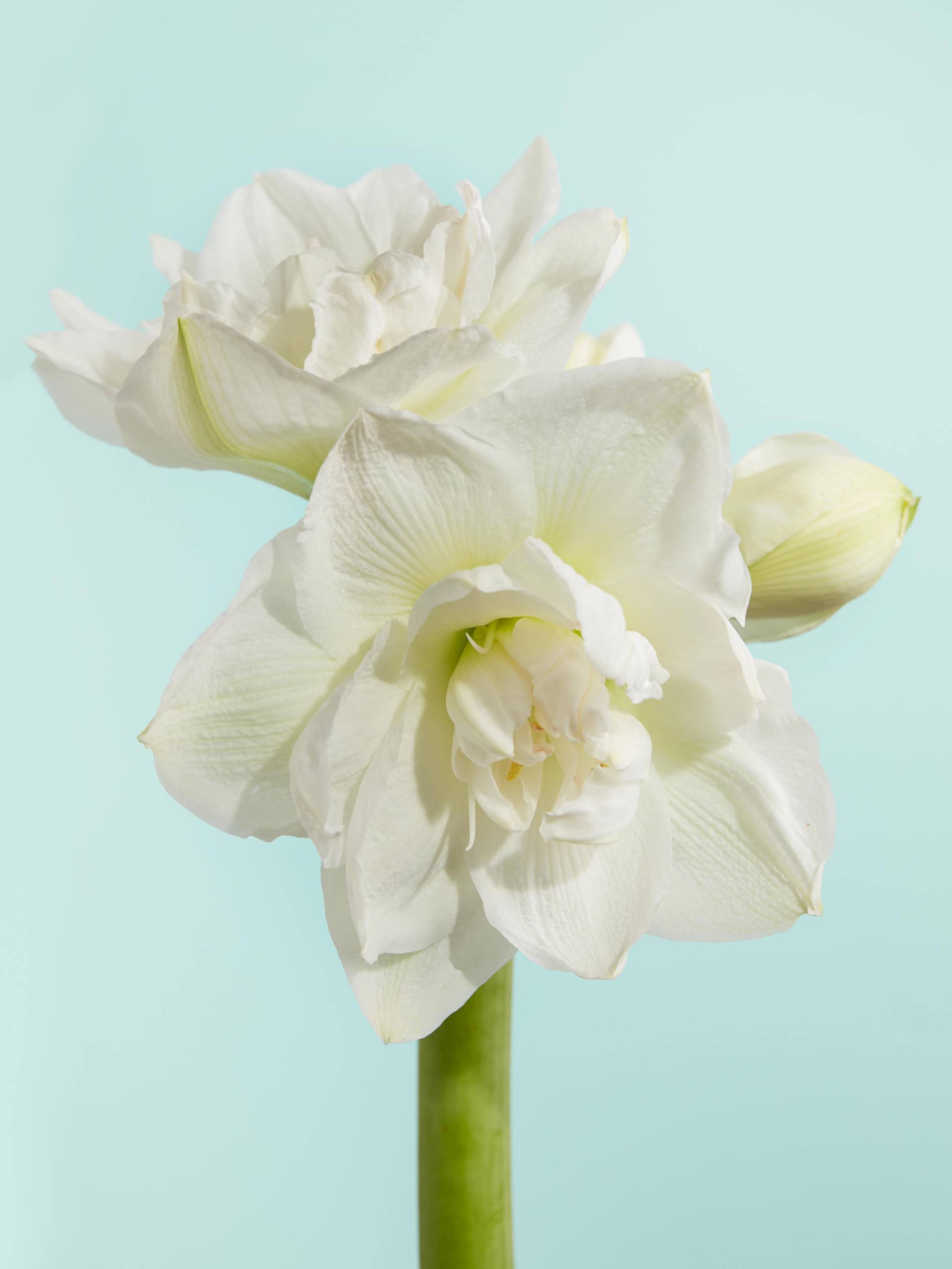 amaryllis