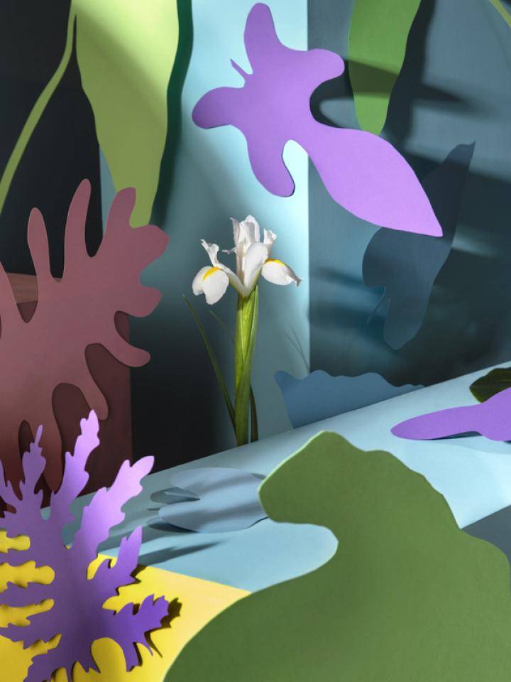 Witte iris omringd door kleurrijke papieren vormen in verschillende abstracte ontwerpen.